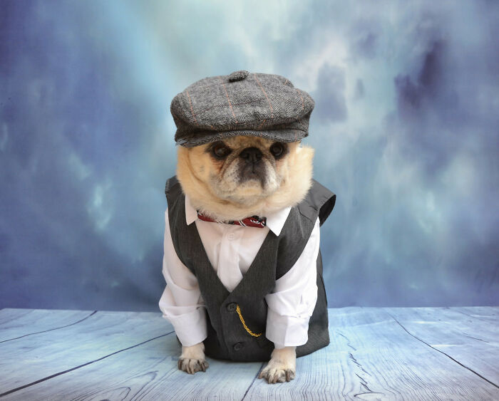 30 Pet Names That Members Of This Online Community Have Encountered And Found The Absolute Worst