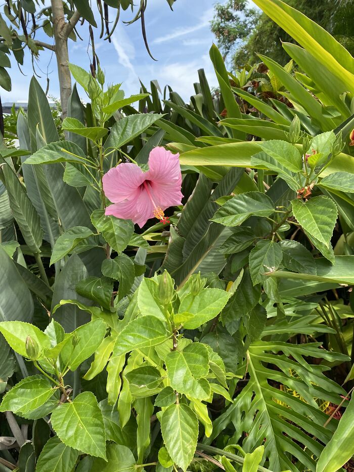 There Was A Typo In This Flower’s Invitation To The Party.
