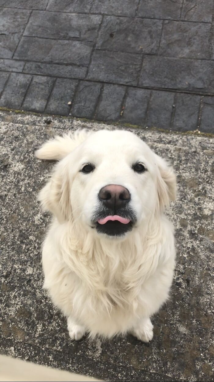 I Tried To Get A Nice Pic Of My Dog But She Got Rude With Me