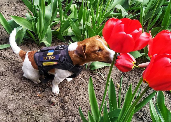 Hero Pup Patron Awarded Medal By Ukrainian President Zelensky For Sniffing Out Over 250 Bombs And Munitions Hero Pup Patron Awarded Medal By Ukrainian President Zelensky For Sniffing Out Over 250 Bombs And Munitions