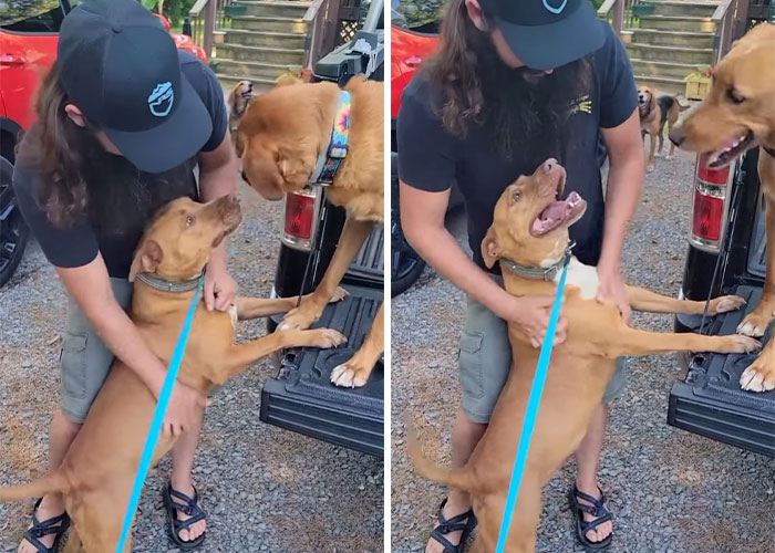 Married Couple Wake Up To Find A Mystery Dog Sleeping In Their Bed Married Couple Wake Up To Find A Mystery Dog Sleeping In Their Bed