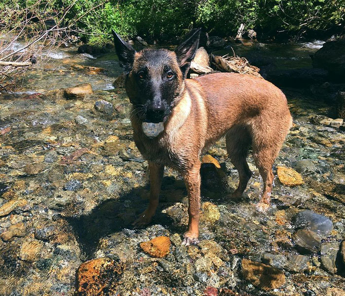 Eva The Dog Heroically Saved Her Owner&rsquo;s Life During Mountain Lion Attack