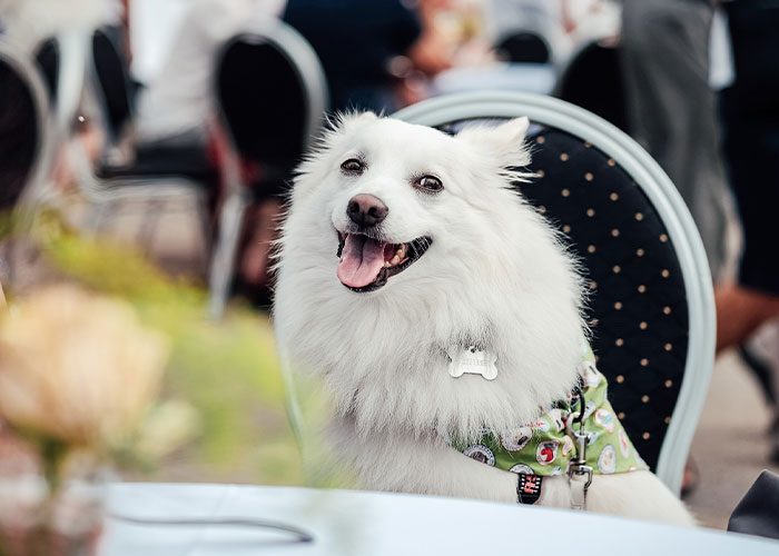 3,8 Millones de personas adoran este video de un hombre que tiene la cena m&aacute;s dulce con su perro