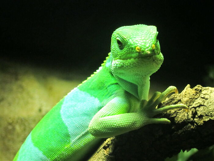 30 Pet Names That Members Of This Online Community Have Encountered And Found The Absolute Worst