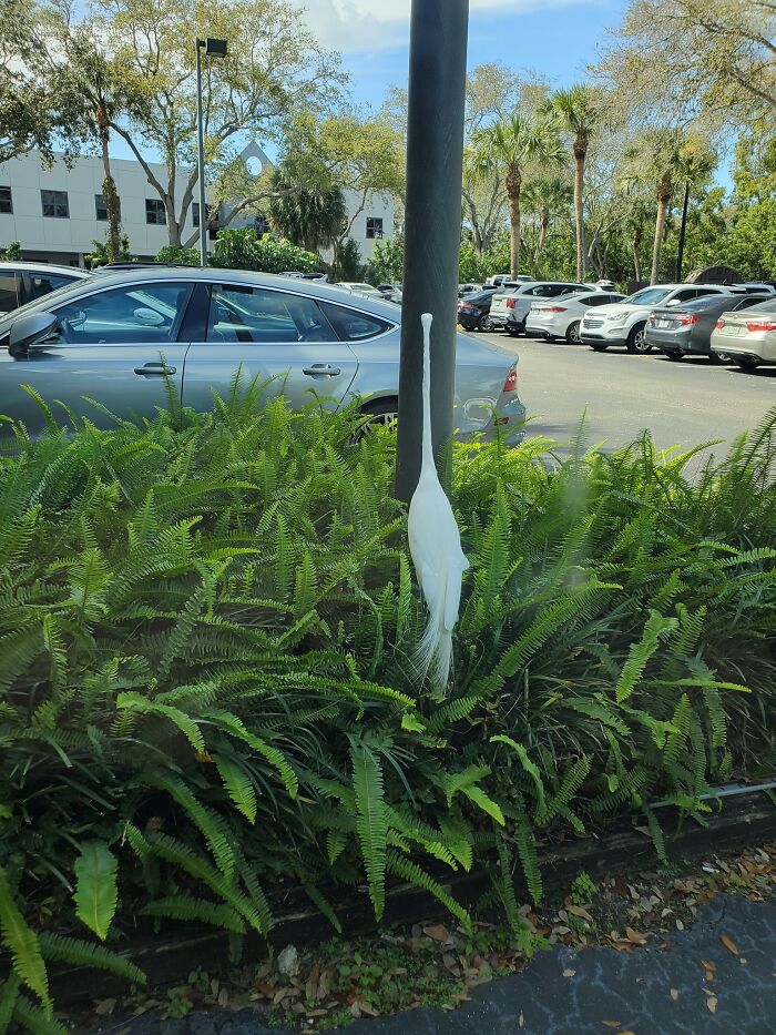 Tried To Take A Picture Of The Great Egret That Appeared Next To My Car