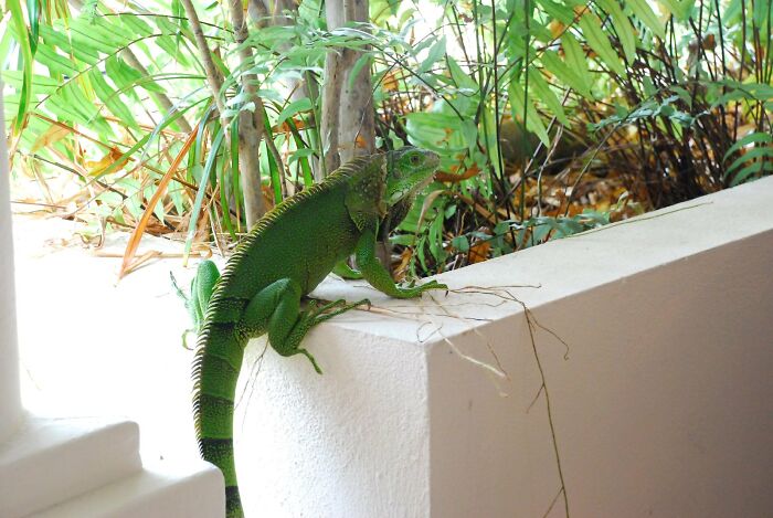 30 Pet Names That Members Of This Online Community Have Encountered And Found The Absolute Worst