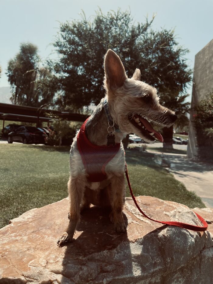 My Dog Sitting On A Rock Enjoying The Sun