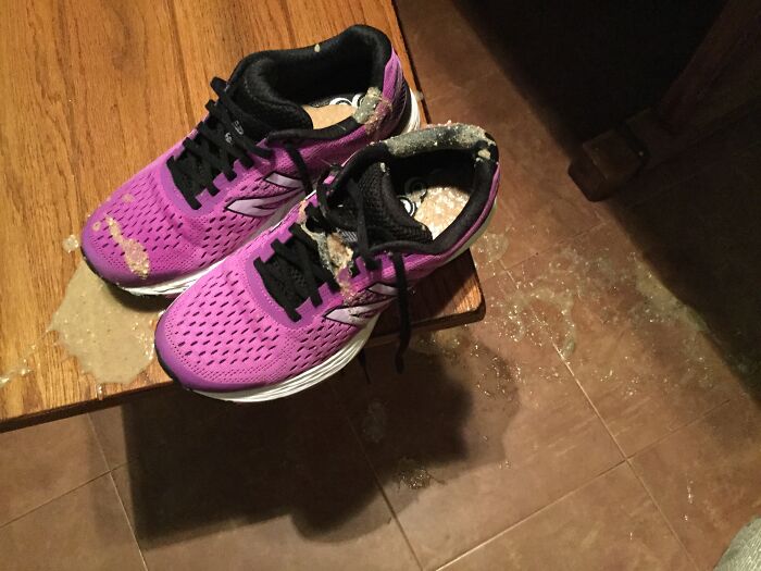 Cats And Freshly Laundered Athletic Shoes