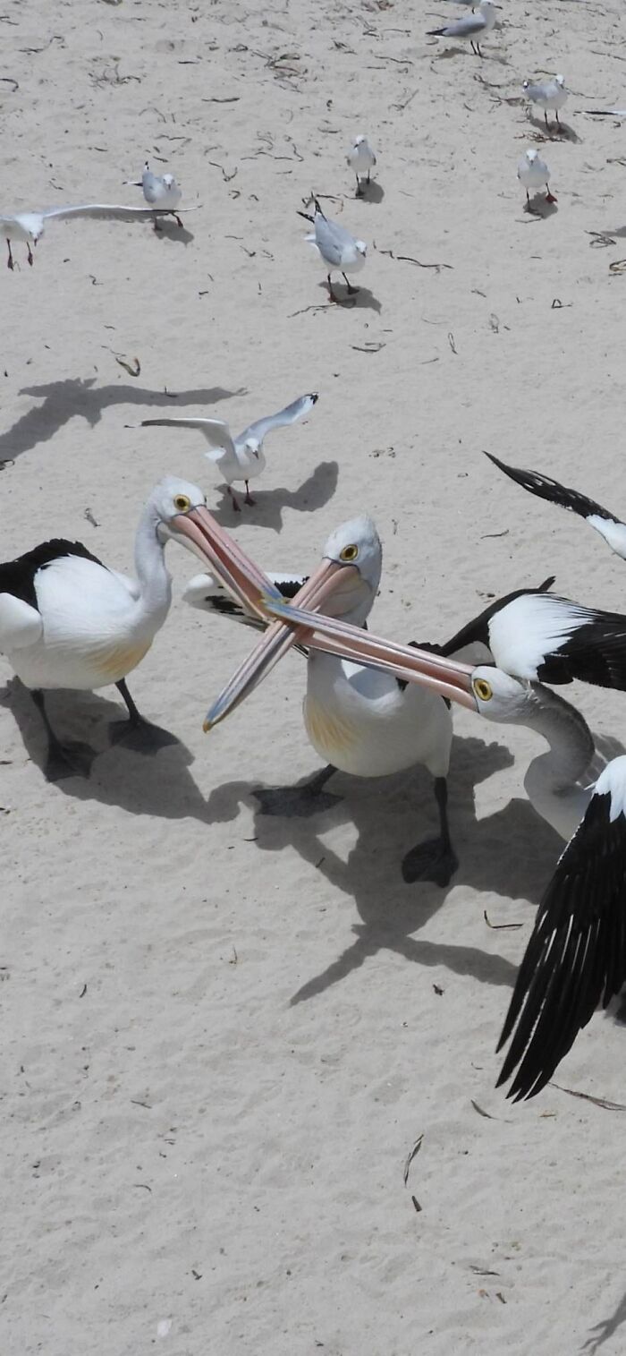 We Told You To Keep Your Mouth Shut!