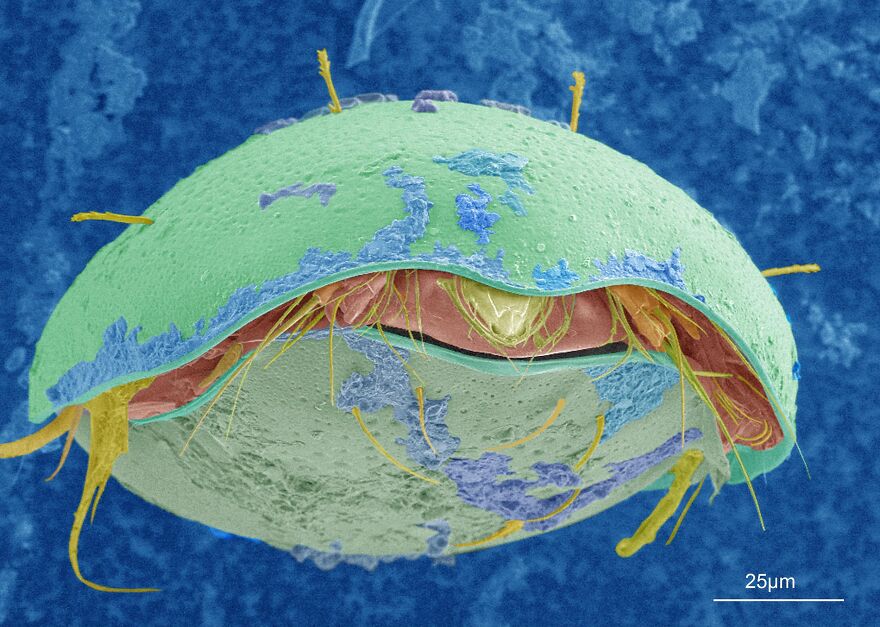26 Macro Images Invisible To Human Eyes That Will Amaze Them 26 Macro Images Invisible To Human Eyes That Will Amaze Them