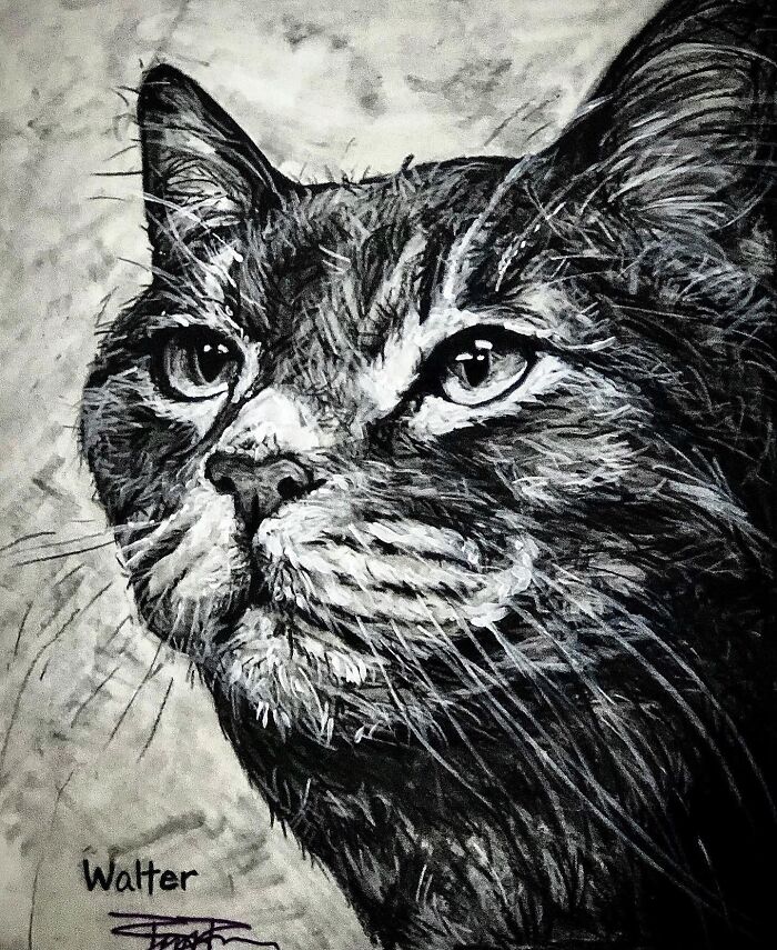 Walter The Hospital Kitty