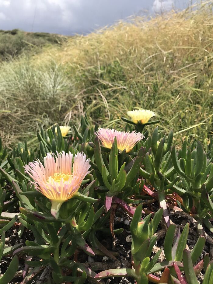 Tel Michal, Herzelia, Israel