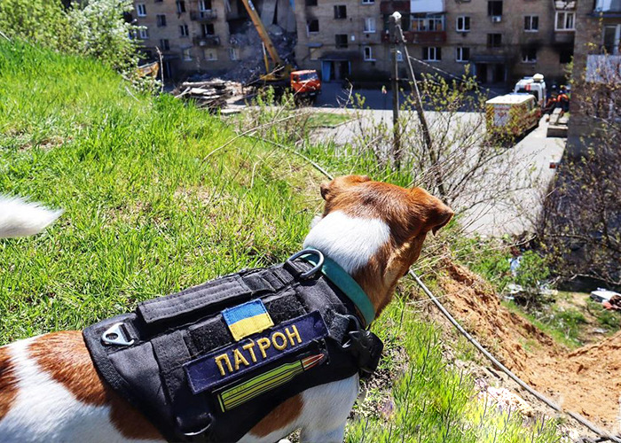 Hero Pup Patron Awarded Medal By Ukrainian President Zelensky For Sniffing Out Over 250 Bombs And Munitions Hero Pup Patron Awarded Medal By Ukrainian President Zelensky For Sniffing Out Over 250 Bombs And Munitions
