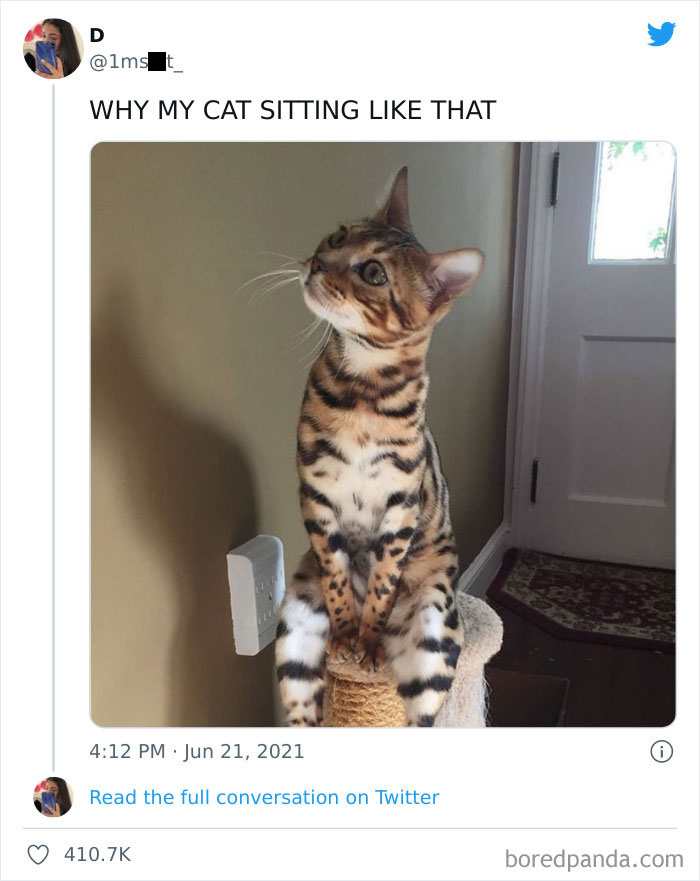 Funny-Cat-Dog-Tweets