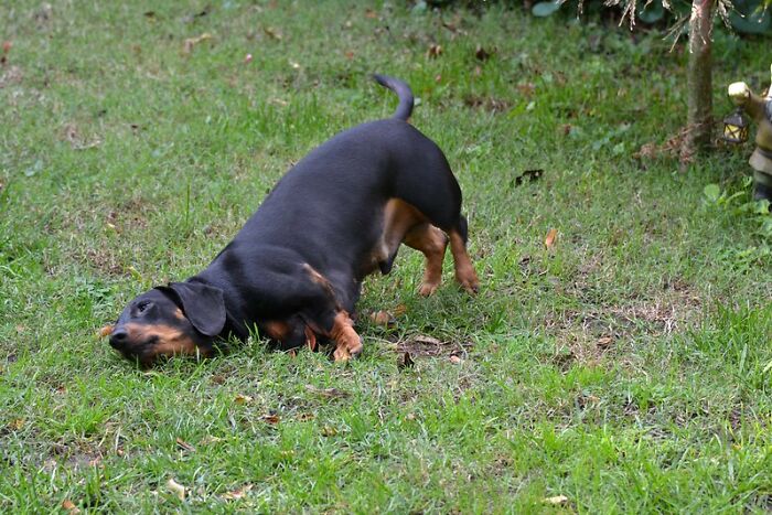 No recoger las heces del perro