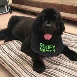 puddleduckgordon avatar