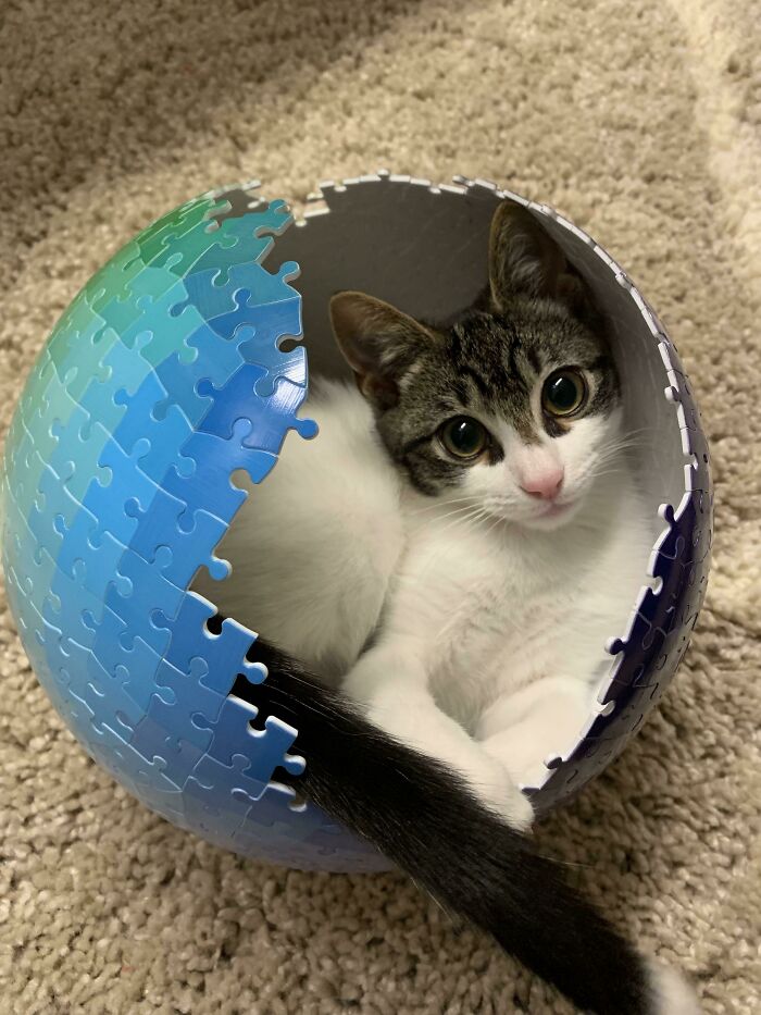 Took A Bathroom Break After 5 Hours Of Building This Puzzle And Came Back To This