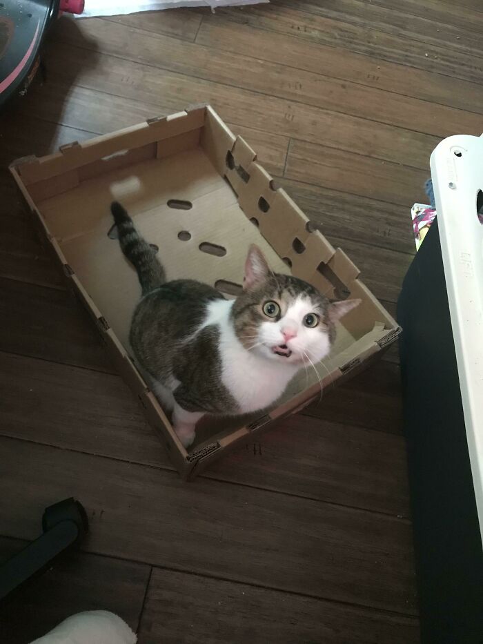 He Dragged The Box All The Way Over To Me To Show Me It Worked!!