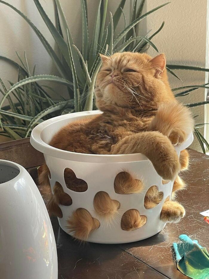 Not Only Has The Catrap Worked, But Gary Has Basically Moved In At This Point