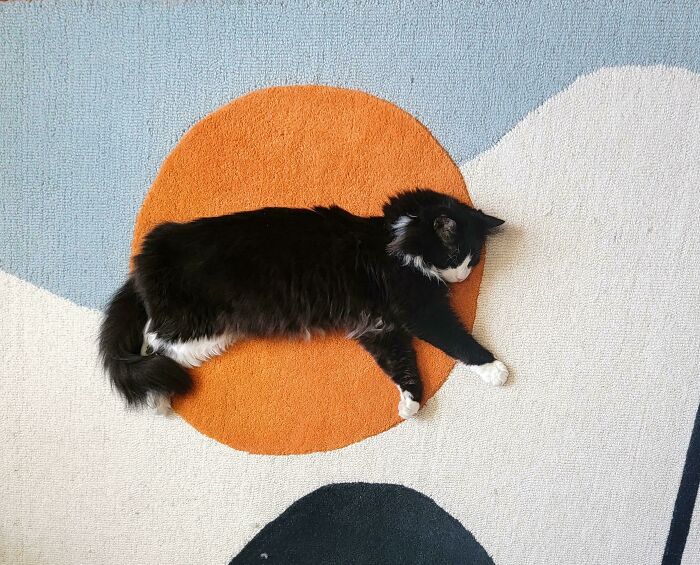 My Rug Has A Built In Cat Trap That He Naps On Every Single Day