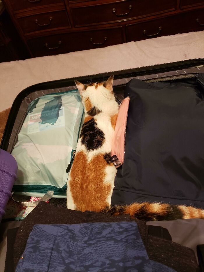 The Unexpected Guest Fit So Perfectly In This Cattrap Including The Tail