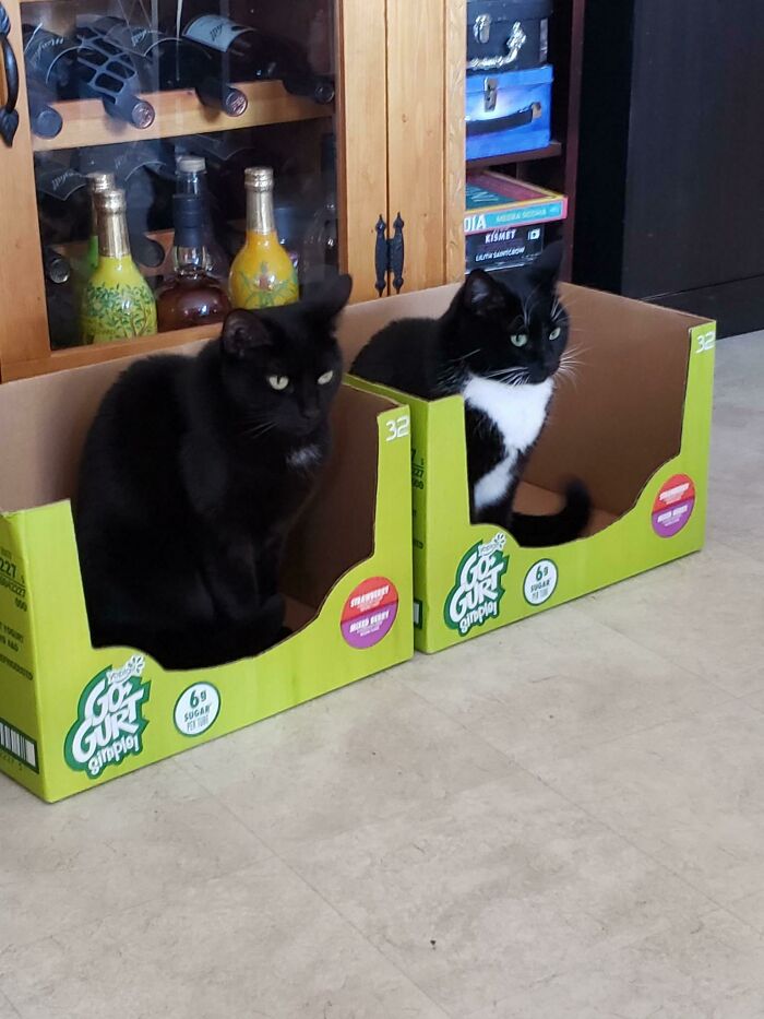 The Cat Traps Are Working Eerily Well