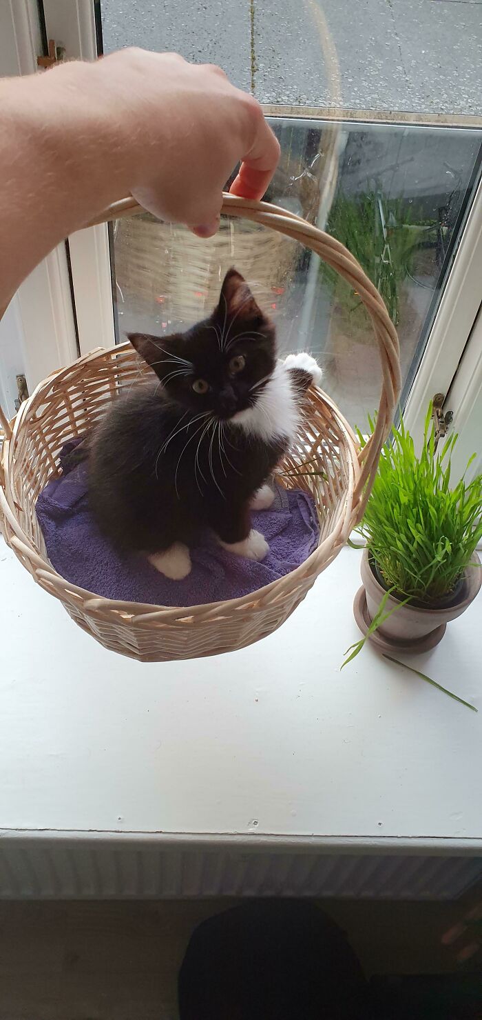 This Portable Trap With A Convenient Handle Works Very Well