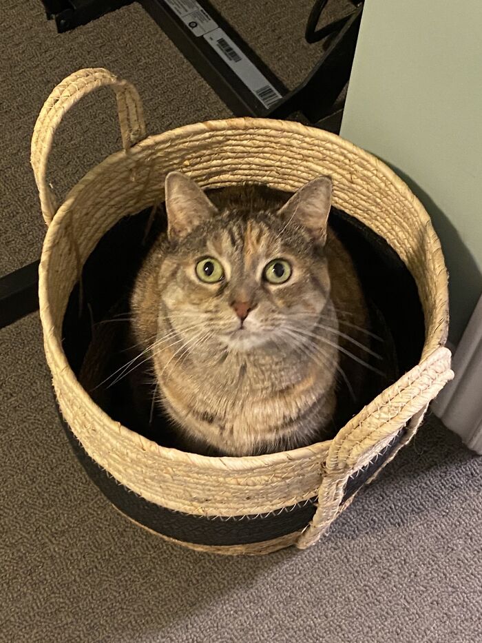 I Received The Happiest Scream When I Walked Into The Room And Found Her In This Trap