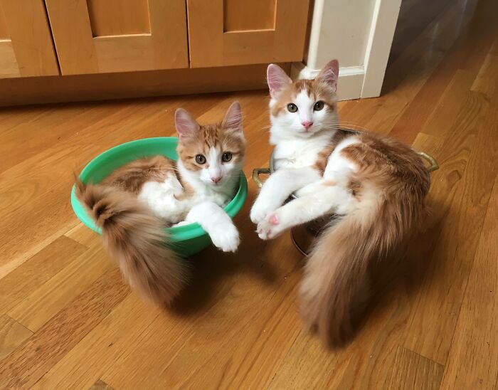 Two Cats. Two Traps. Later Two Naps