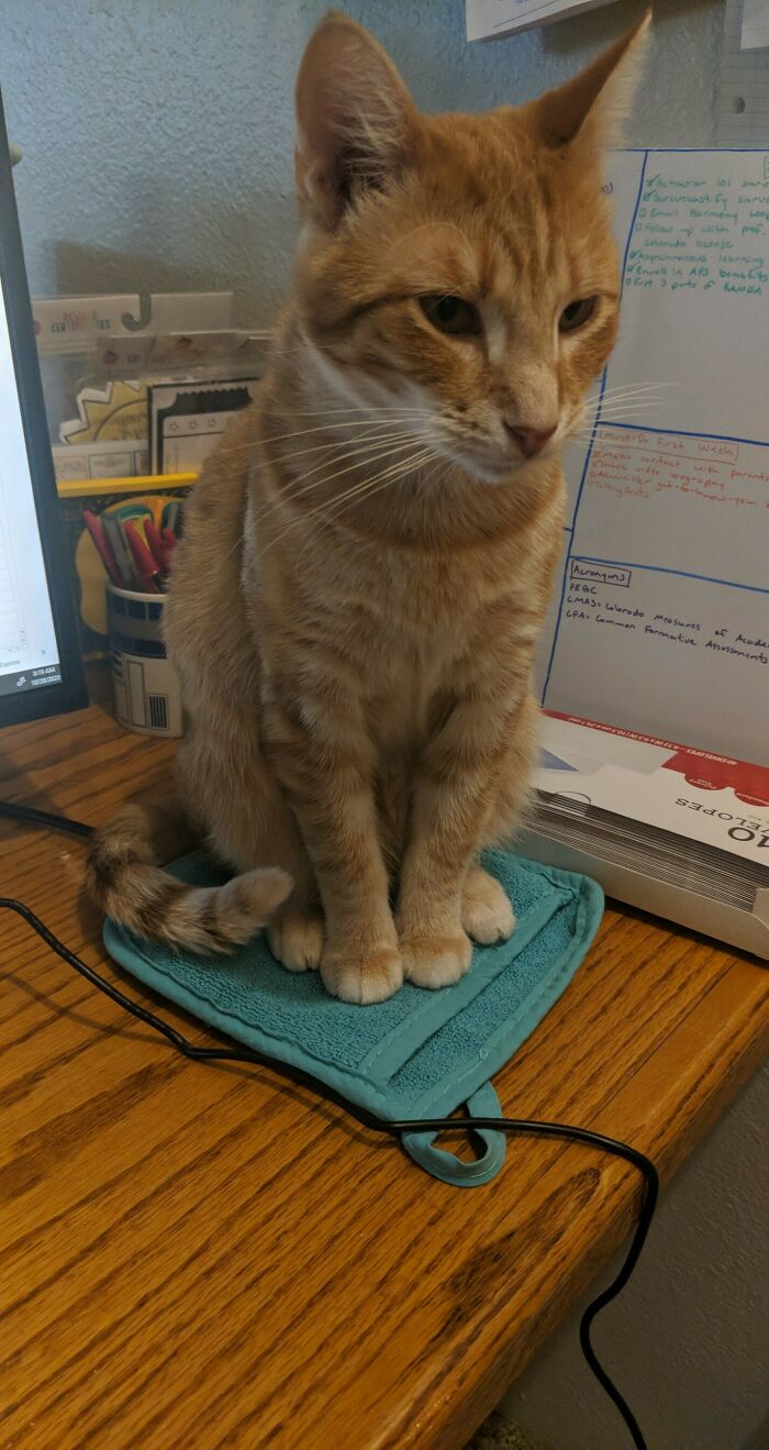 All It Takes To Keep Him From Gate-Crashing My 6th Grade Class Is A Strategically Placed Potholder