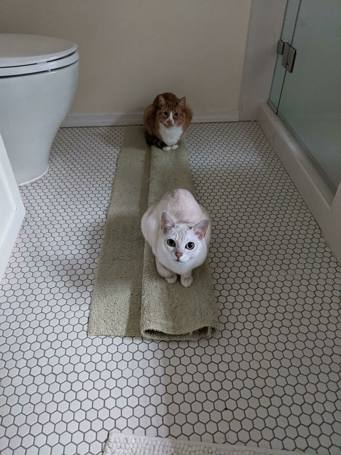 Unintentional Trap Is Working