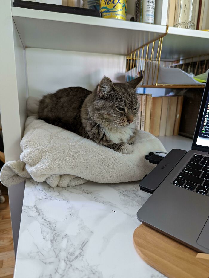 Please Stop Rubbing Your Face Against The Corner Of My Laptop And Giving A Peep Show Of Your Butthole To My Coworkers