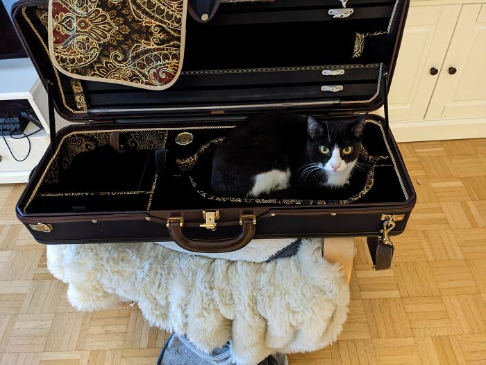 If Not For Cat, Why Cat-Shaped?