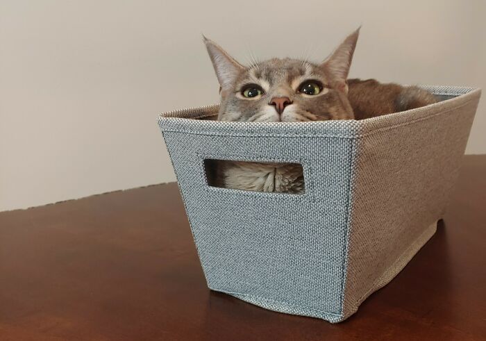 Got This For Stuffed Animals. He Disagreed With The Purpose