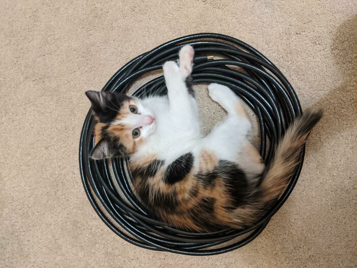 Does This Count? She Always Sits In This Circle Of Cables