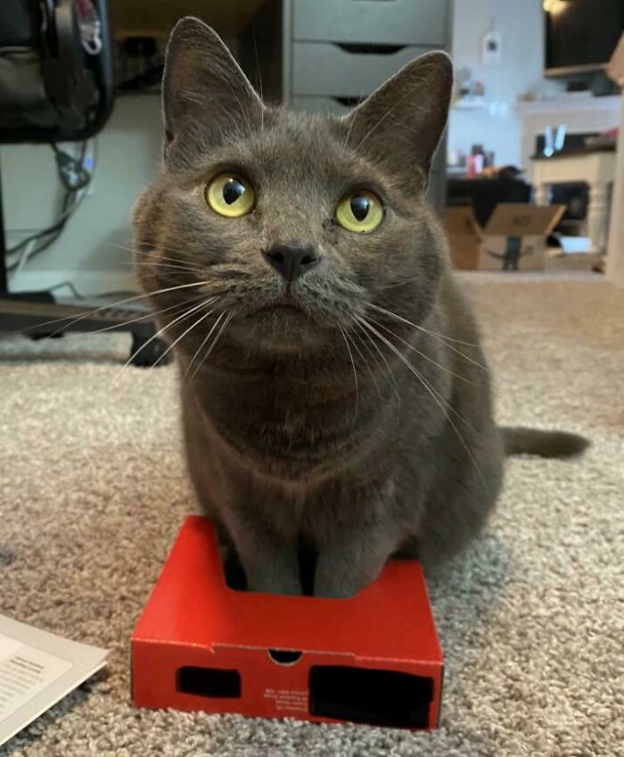 Tiny Trap For Tiny Feet