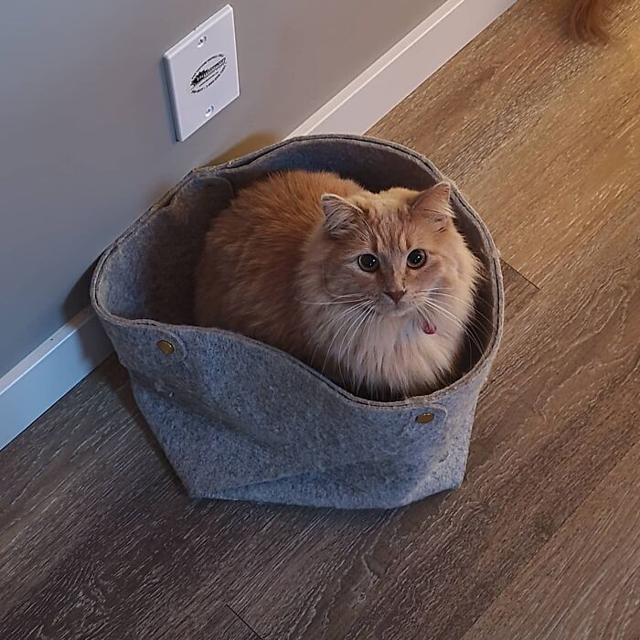 Pumpkin Is Trapped/Hiding