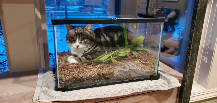 The Plant Is No Longer With Us…but We Kept The Tank Because He Loves It