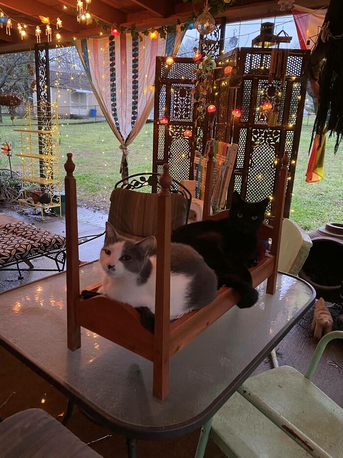 My 4 Poster Trap Caught 2 In 1!