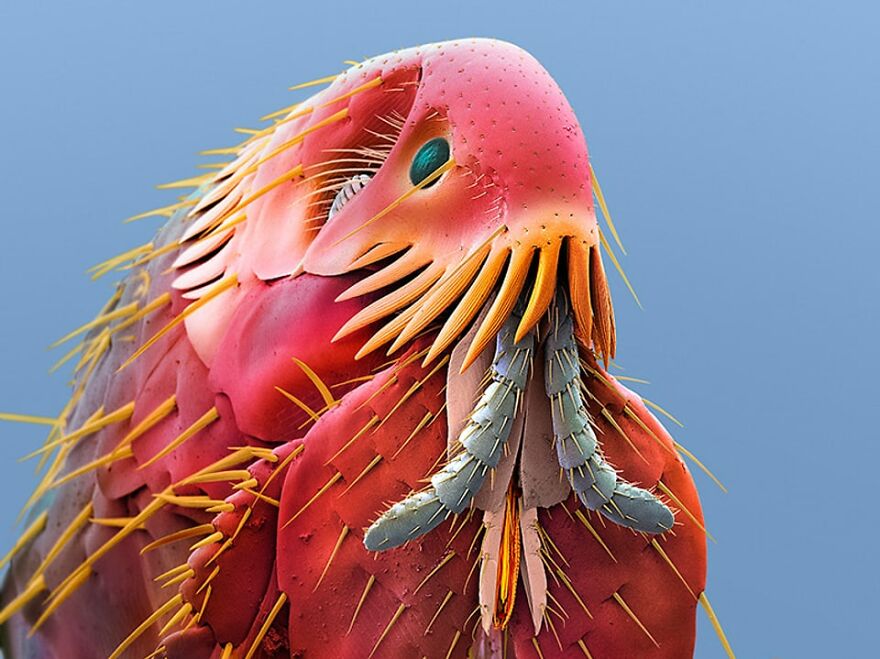 26 Macro Images Invisible To Human Eyes That Will Amaze Them 26 Macro Images Invisible To Human Eyes That Will Amaze Them