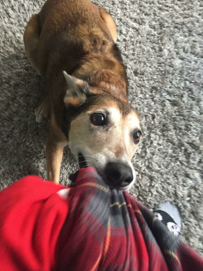 My Dog Has An Abundance Of Chew Toys And Yet She Uses Me