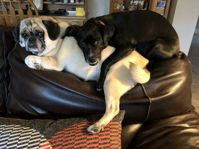 She Really Has No Concept Of Personal Space, Just Always Wants To Cuddle