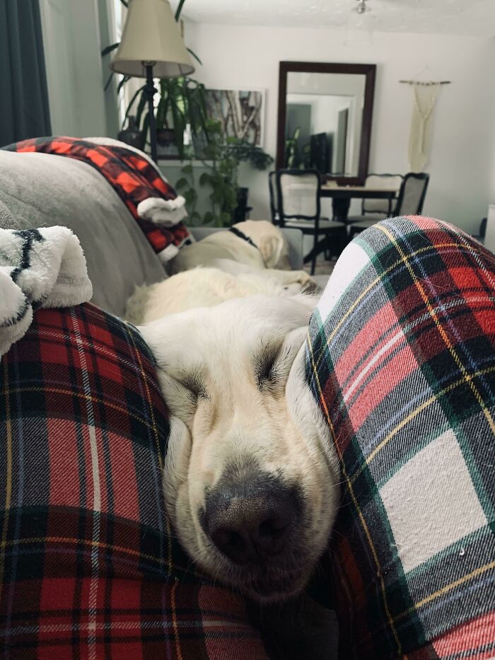 No Regard For Personal Space With This Big Derpy Boi