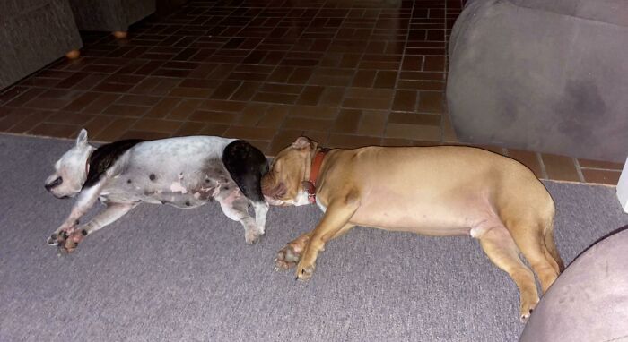 A Whole House Of Space And This Idiot Sleeps Nose First Into A Pupper Poop Chute