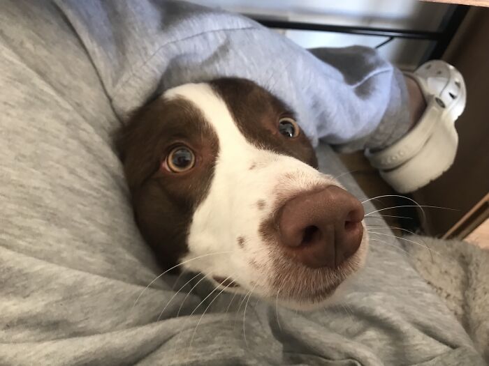 I Just Moved My Workspace To The Living Room. Might Need To Speak To Someone About My “Coworker’s” Personal Space Issues