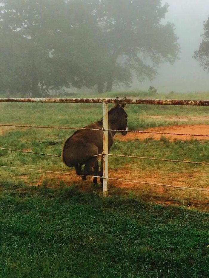Donkey sitting awkwardly behind rusty fence in foggy rural field with green grass and trees in the background showing cute side of donkeys