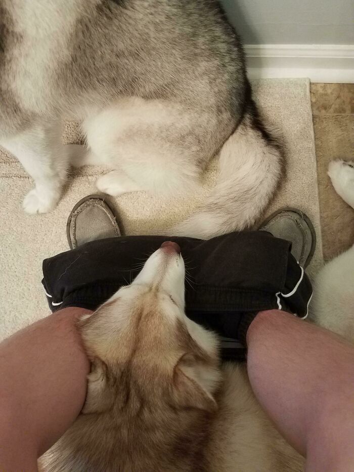 Personal Space, A Concept That Huskers Don't Quite Understand