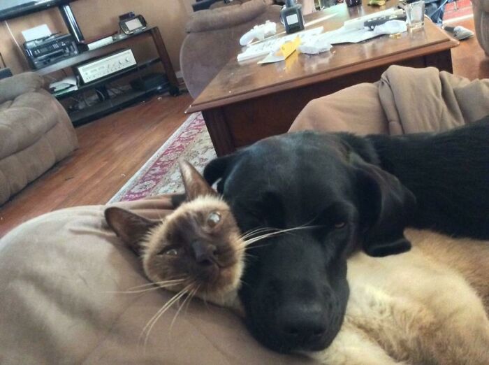 Puppy Doesn't Understand The Concept Of Personal Space