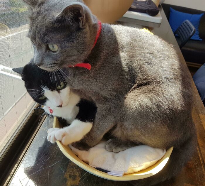 Totoro (Right) Has No Sense Of Personal Space