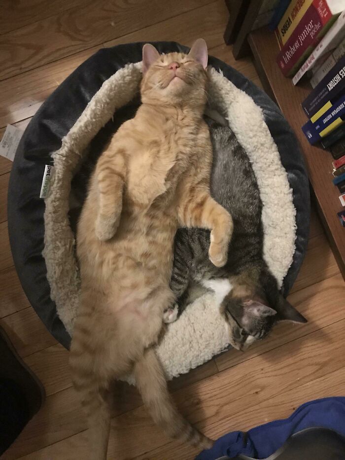 Blix Doesn’t Give A Heck About Personal Space